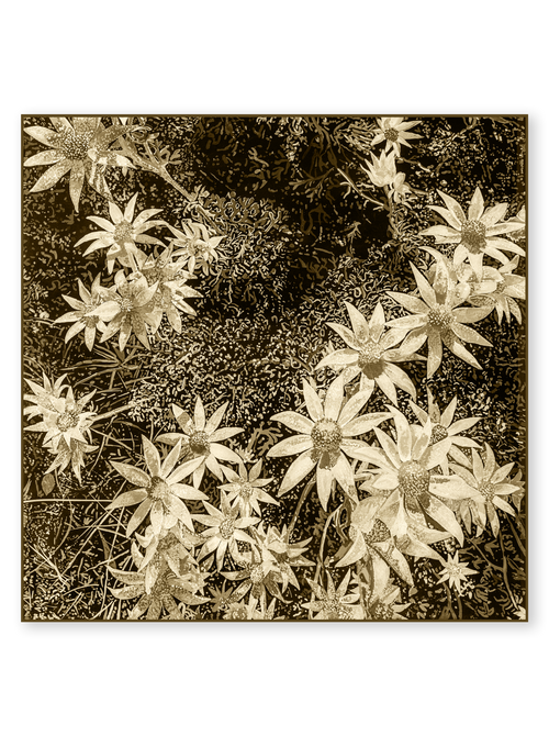 "Into the Mystic - Sepia" 70x70cm Square Silk Scarf